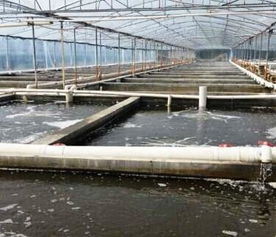 水產養殖的現狀挑戰、飼料革新與未來趨勢